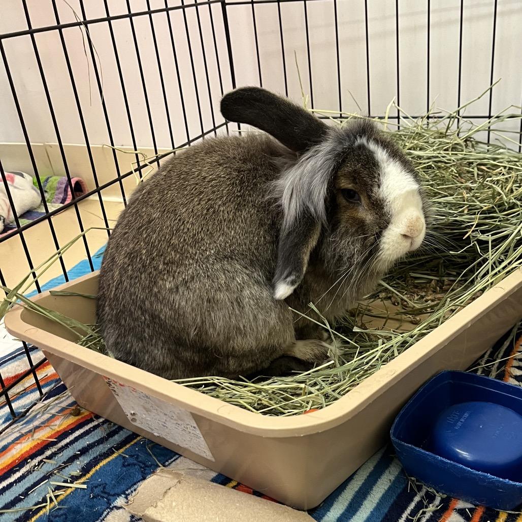 Enlarge Muffin, a Adoptable mixed breed in Bedford, NH image 2/3