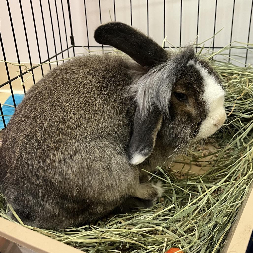 Enlarge Muffin, a Adoptable mixed breed in Bedford, NH image 3/3
