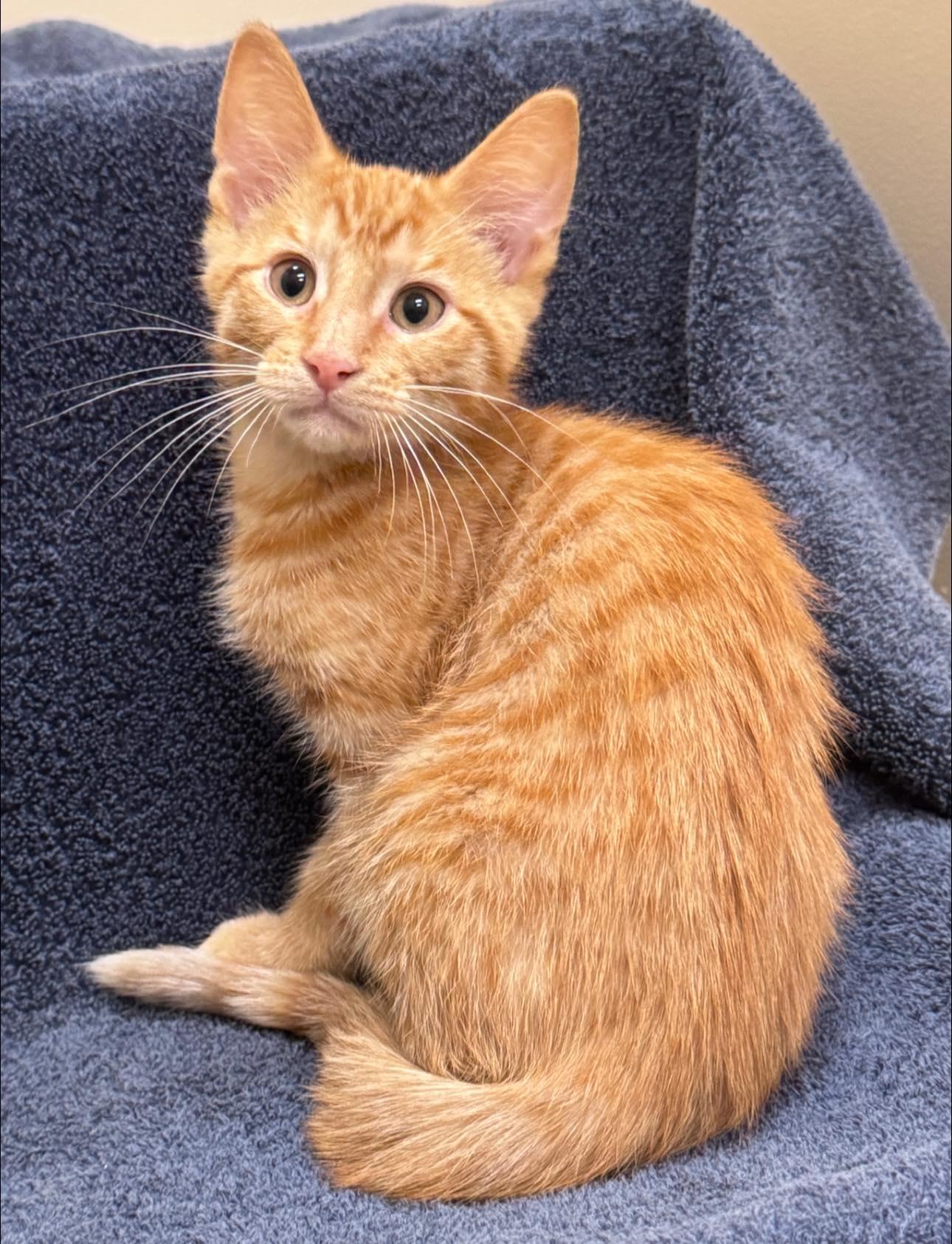 Enlarge O'Reilly, a ADOPTABLE Domestic Short Hair in Hackensack, MN image 1/1