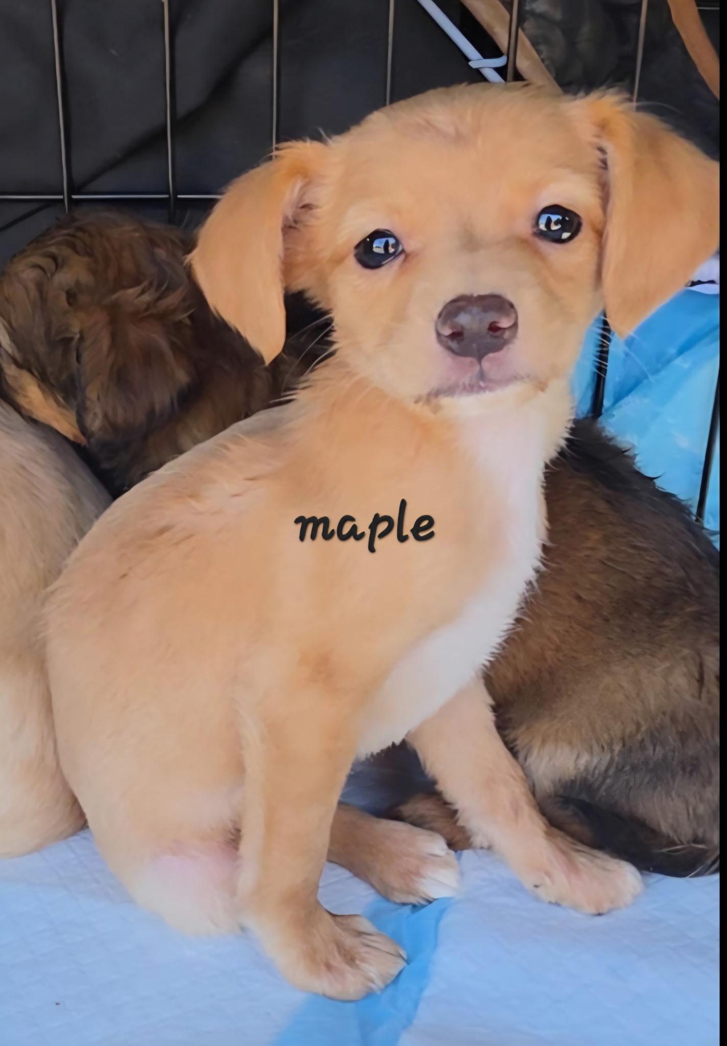 Enlarge Maple, a ADOPTABLE mixed breed in Penryn, CA image 1/1