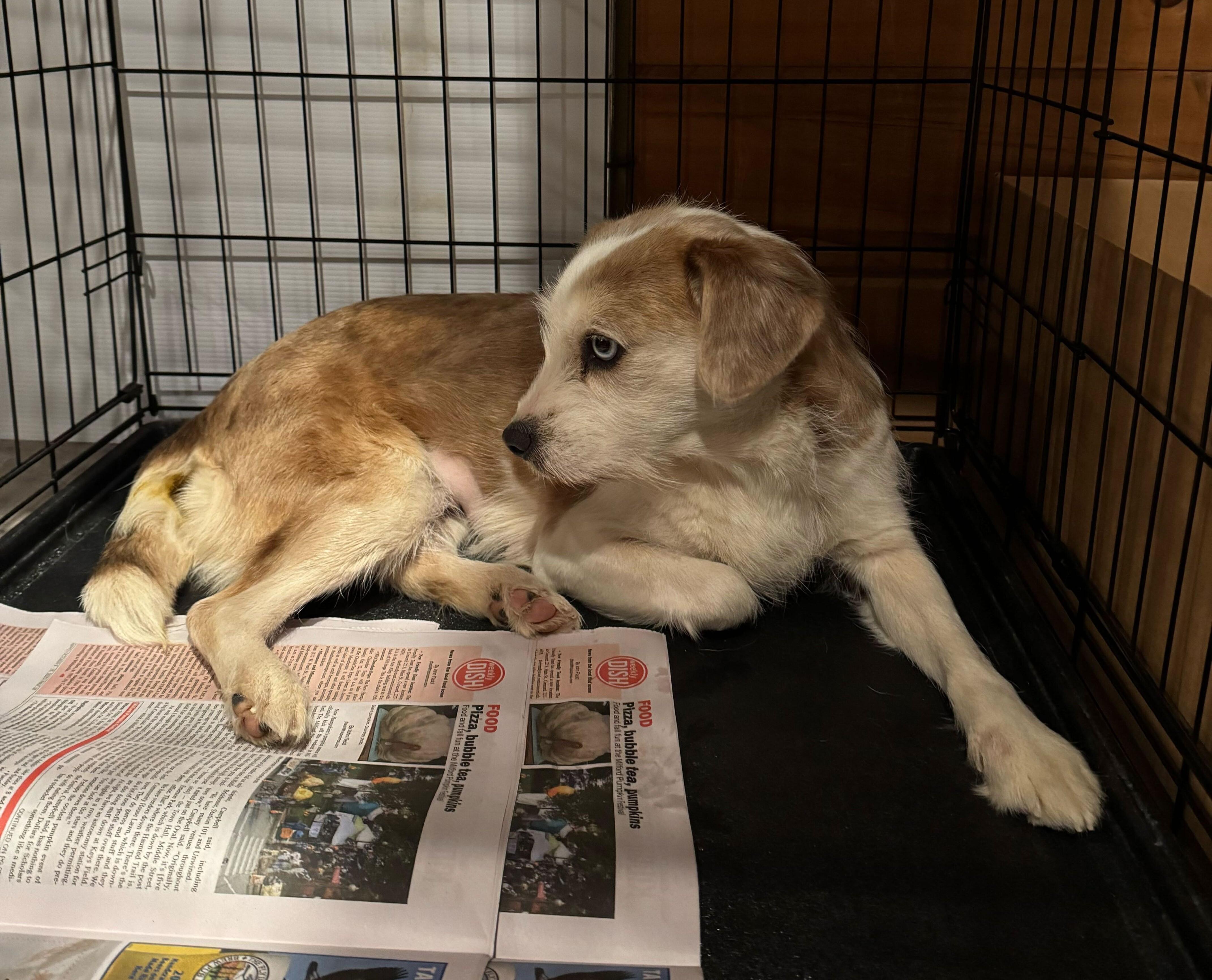 Sheila, an adopted mixed breed in Weare, NH image 3/3