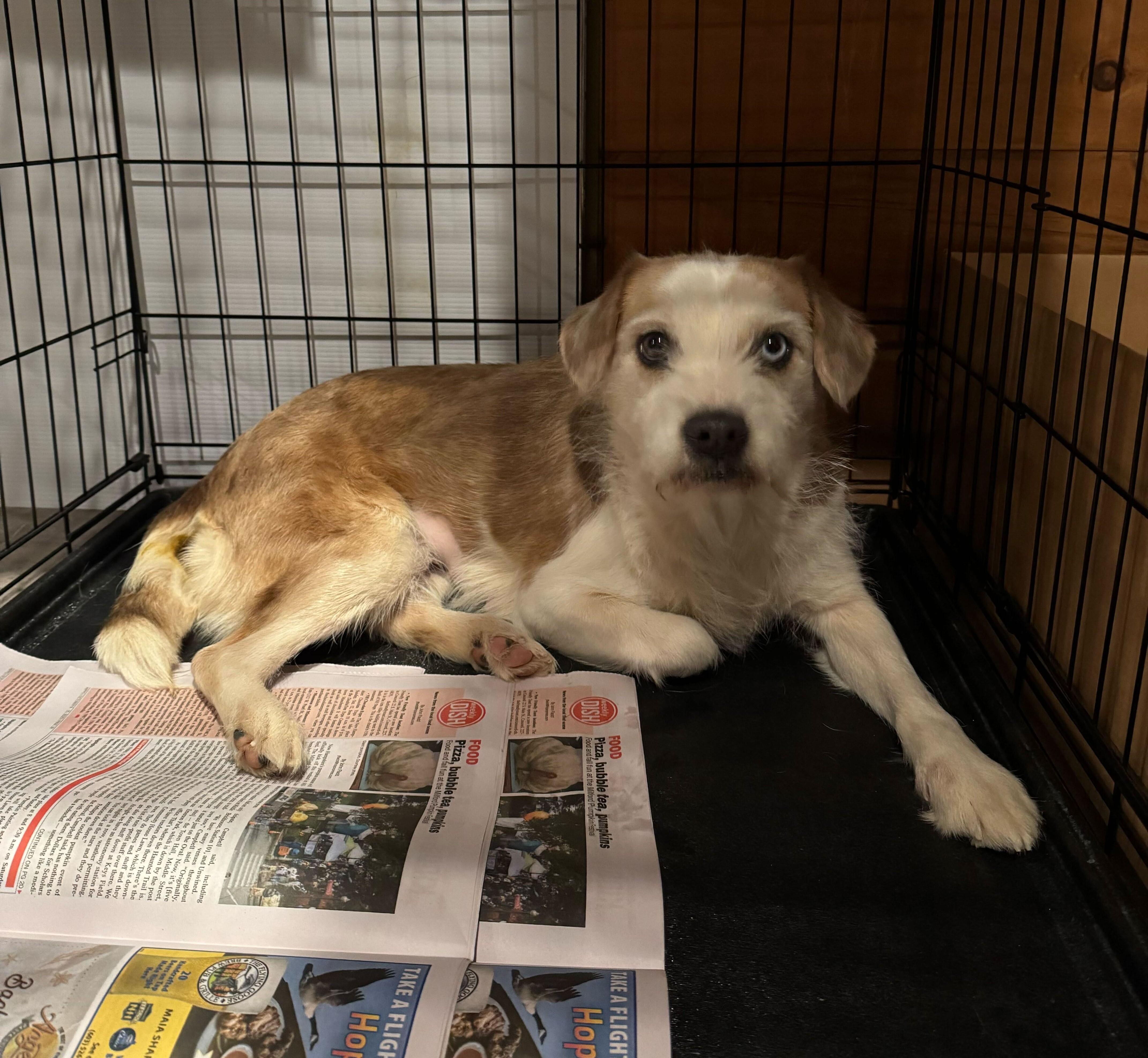 Sheila, an adopted mixed breed in Weare, NH image 2/3