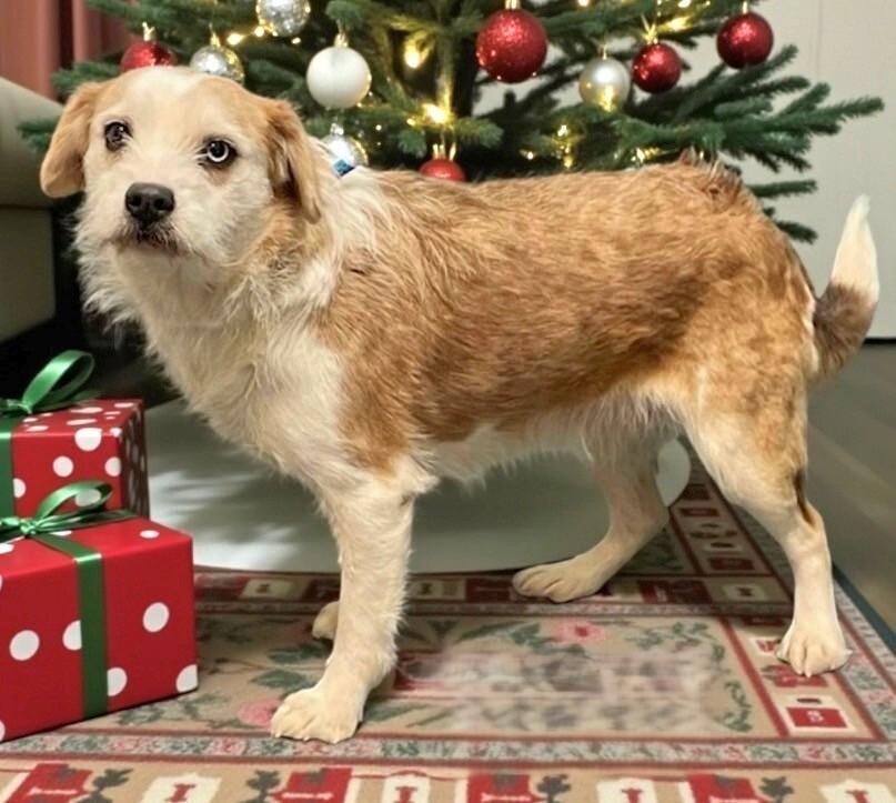 Sheila, an adopted mixed breed in Weare, NH image 1/3