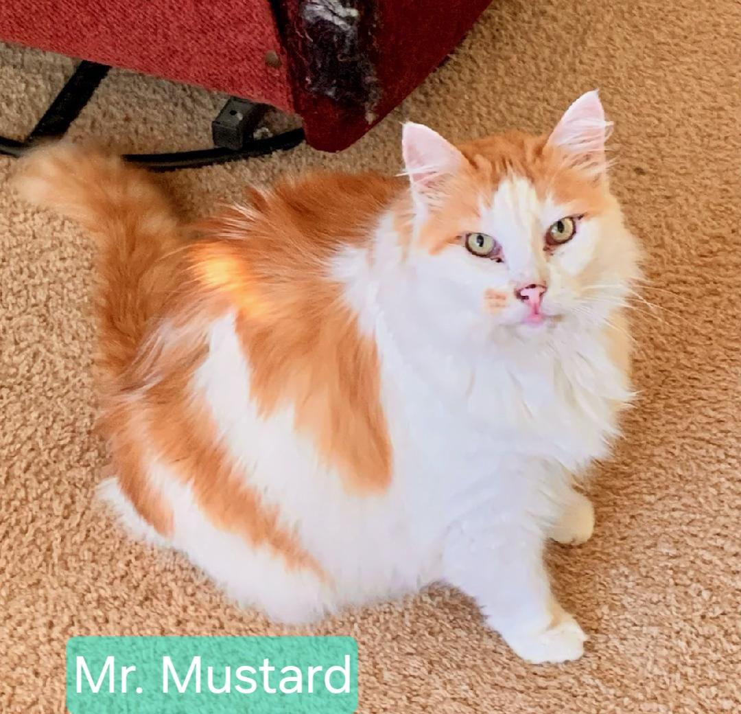 Enlarge Dotty (& Mr Mustard), a Adoptable mixed breed in Las Cruces, NM image 3/3