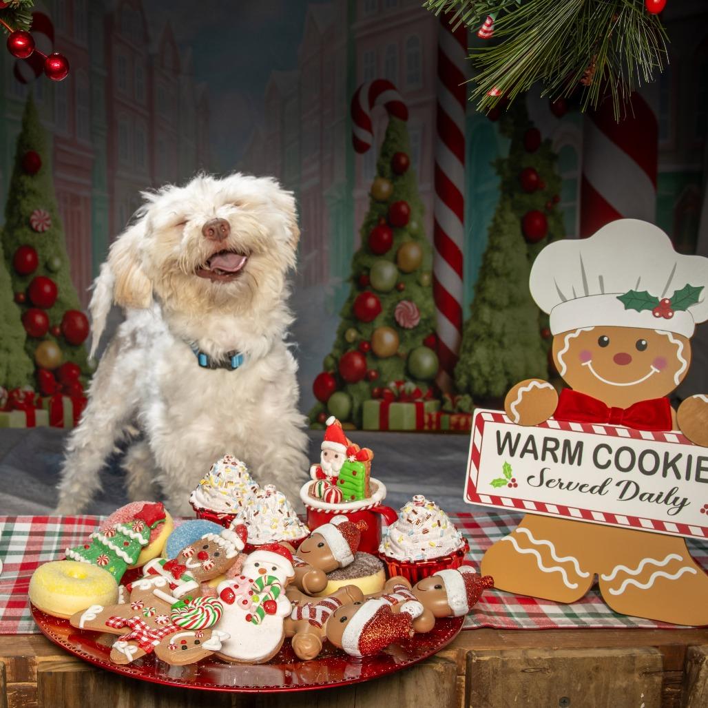 Tater, a Adoptable Maltese in Tipton, IN image 1/6