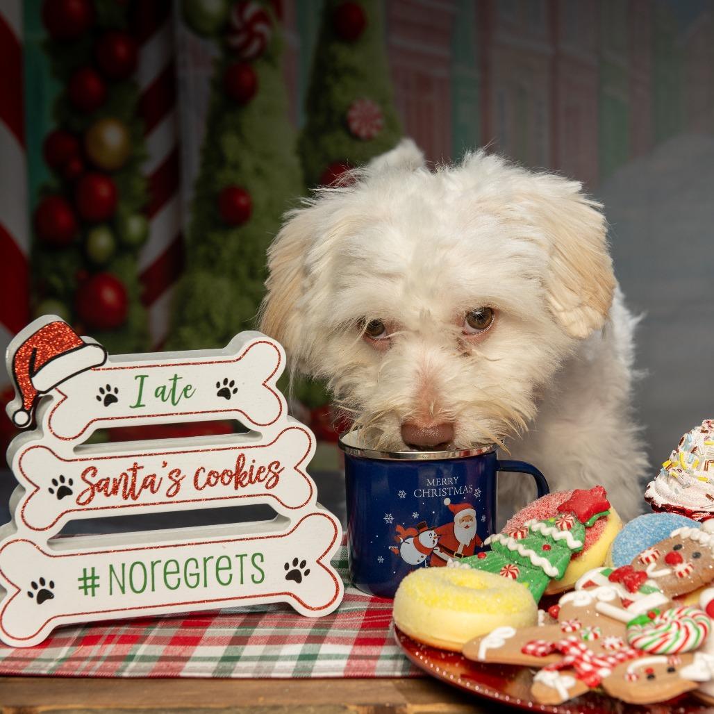 Tater, a Adoptable Maltese in Tipton, IN image 2/6