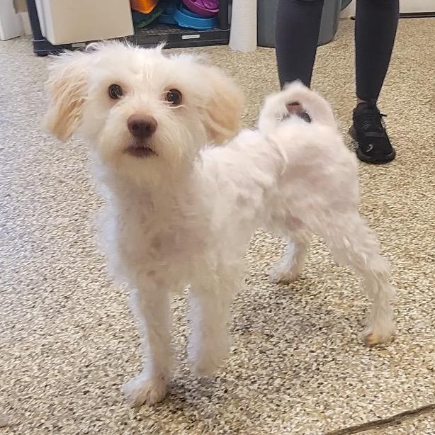 Tater, a Adoptable Maltese in Tipton, IN image 3/6