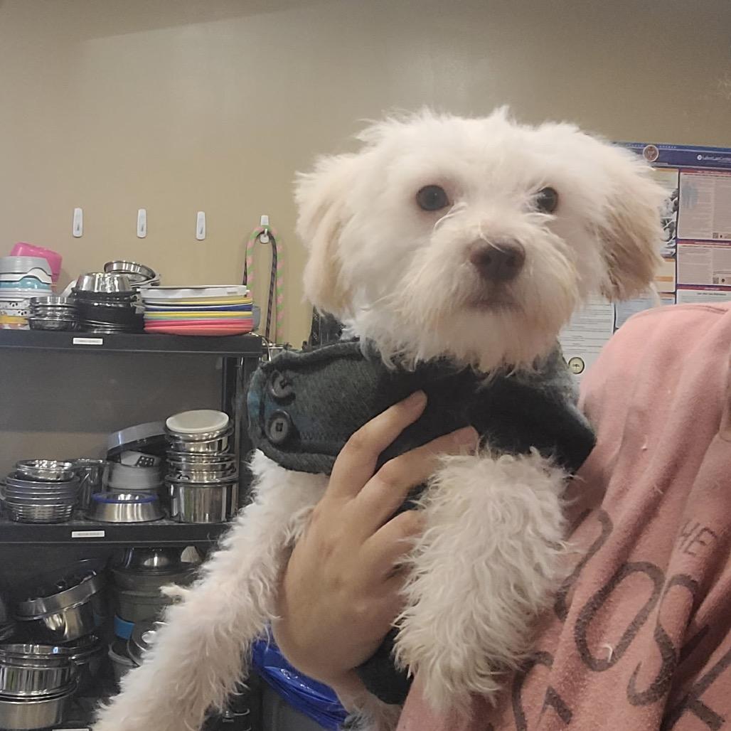 Tater, a Adoptable Maltese in Tipton, IN image 4/6