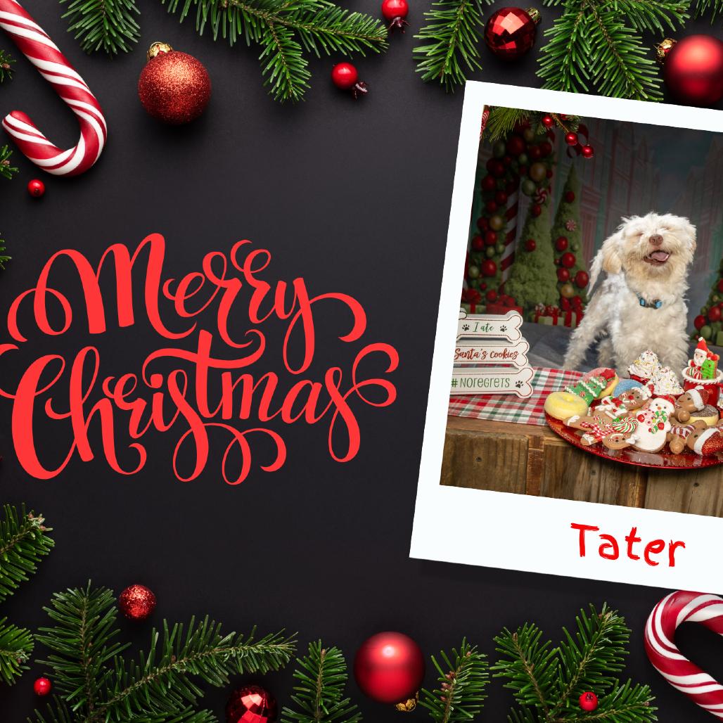 Tater, a Adoptable Maltese in Tipton, IN image 6/6