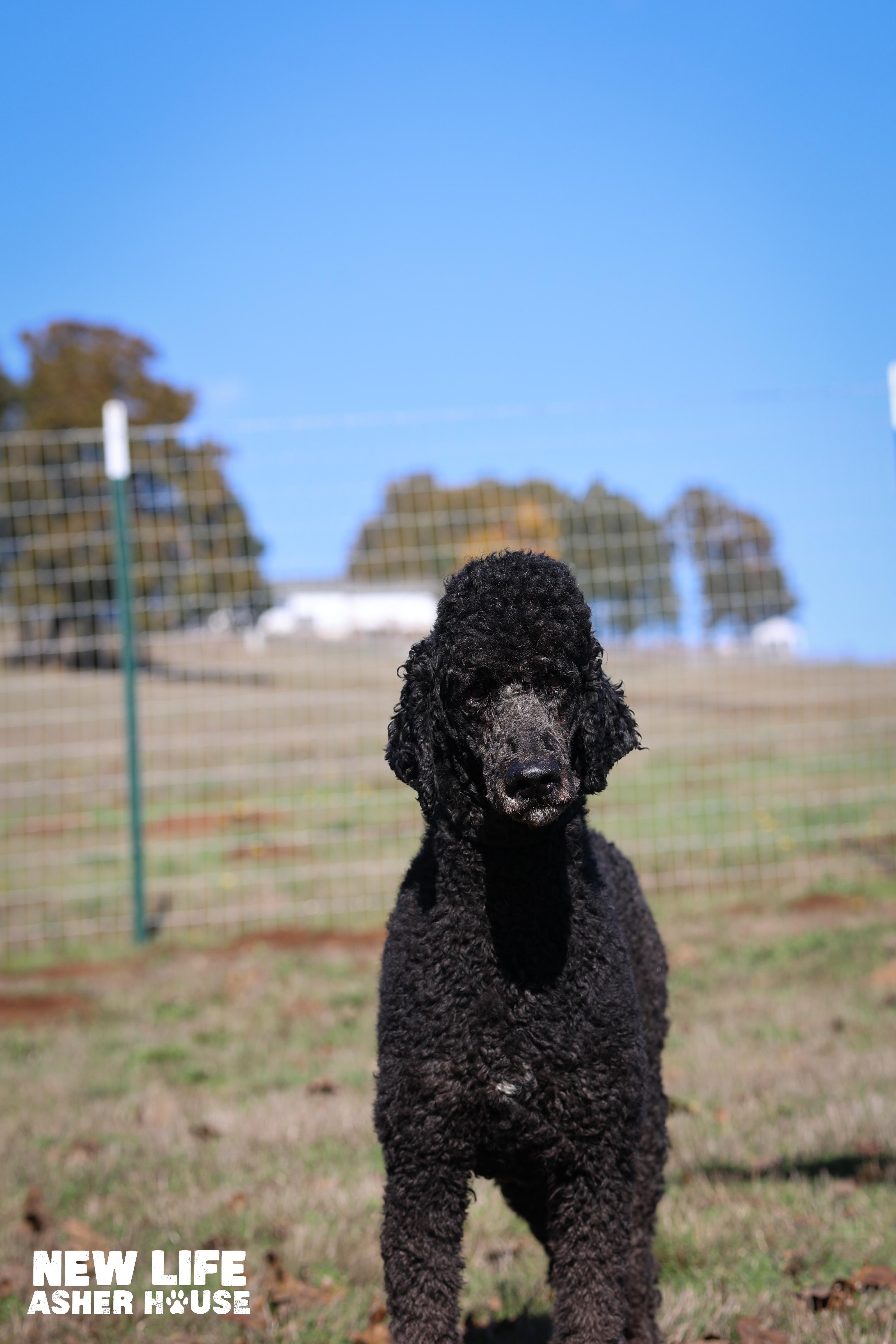 Larry, Adoptable, Adult Male Standard Poodle.
