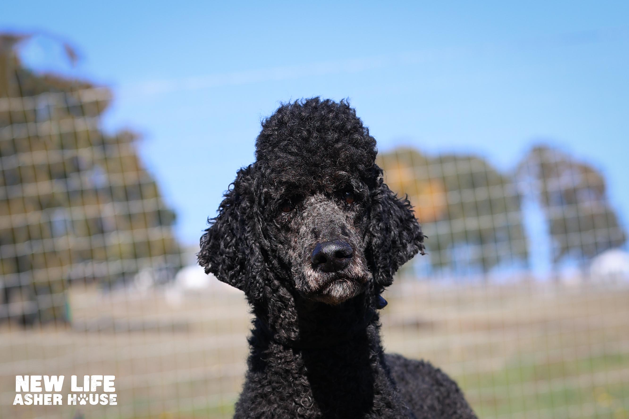 Larry, a Adoptable Standard Poodle in Portland, OR image 3/4