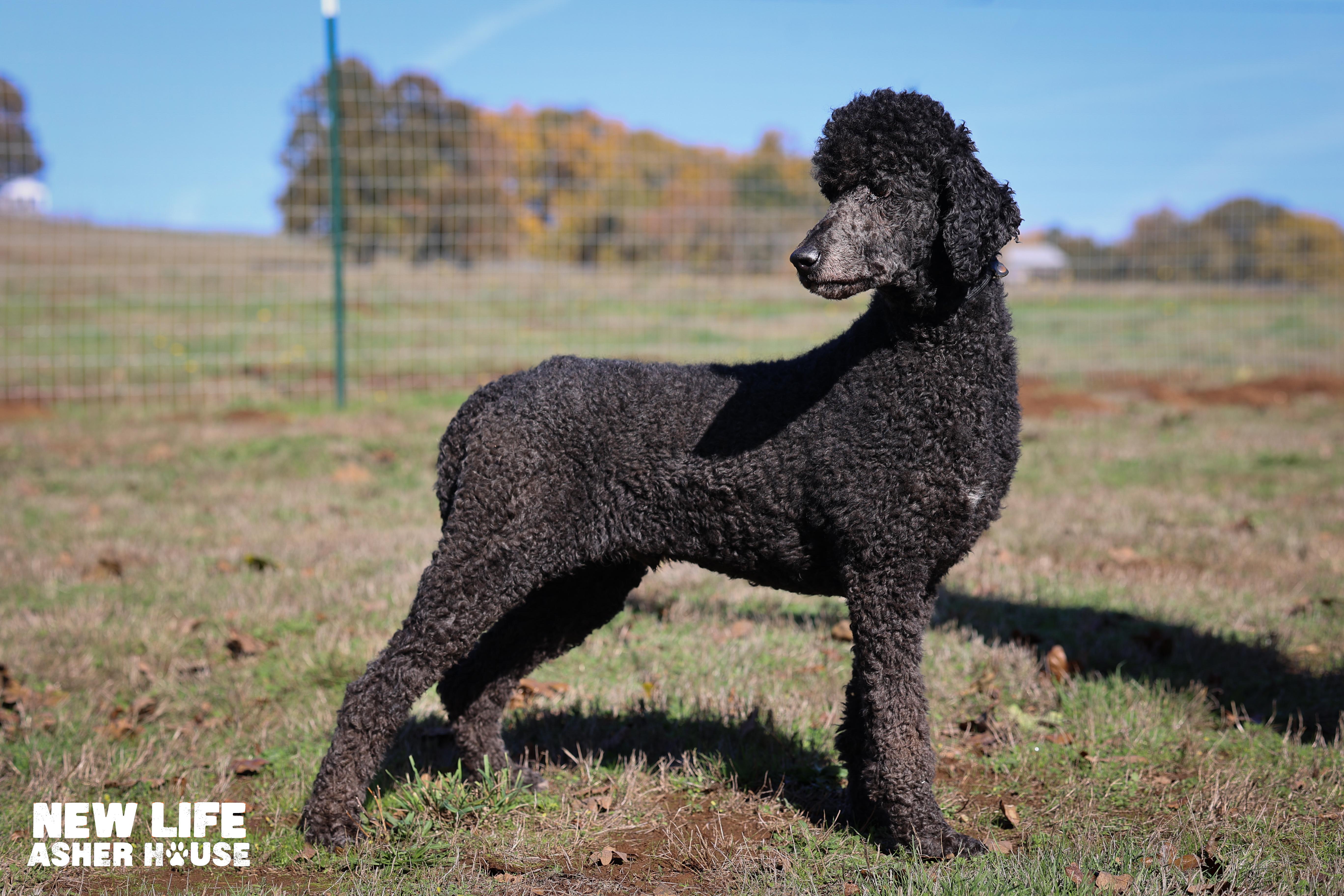 Larry, a Adoptable Standard Poodle in Portland, OR image 4/4