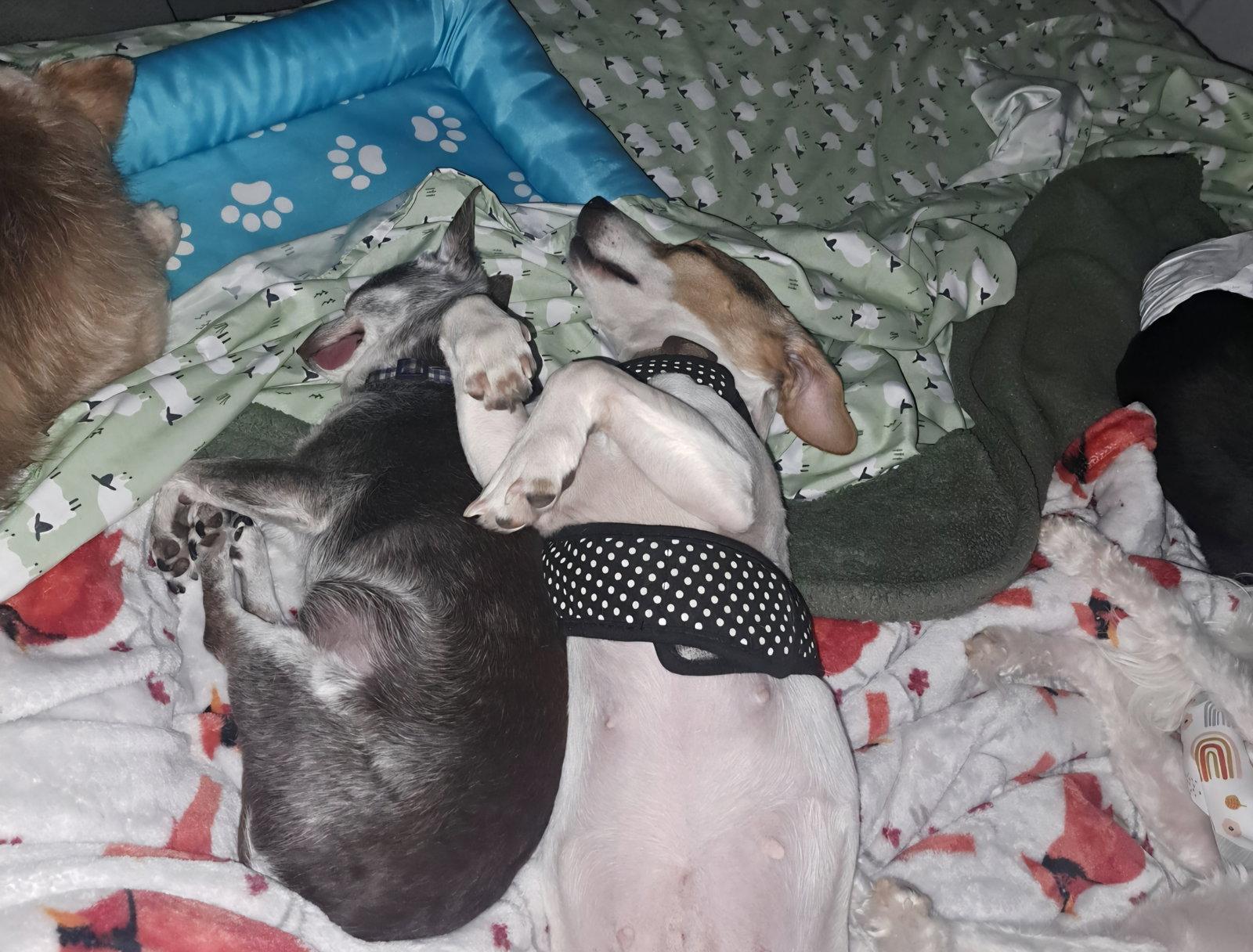 Margarita, Adoptable, Adult Female Jack Russell Terrier.