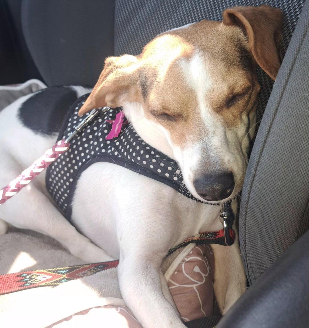 Enlarge Margarita, a Adoptable Jack Russell Terrier in O'Fallon, MO image 2/3