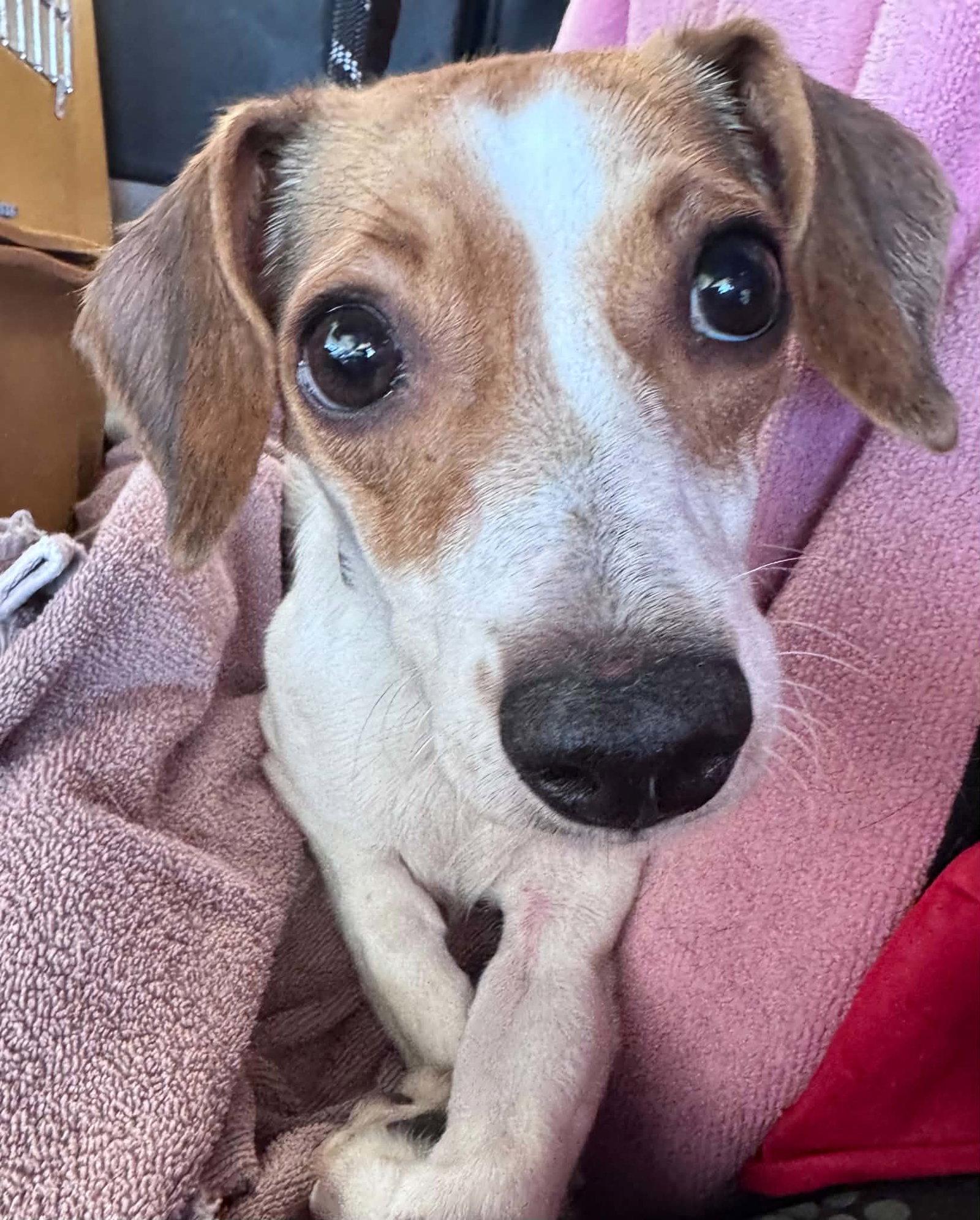 Enlarge Margarita, a Adoptable Jack Russell Terrier in O'Fallon, MO image 3/3