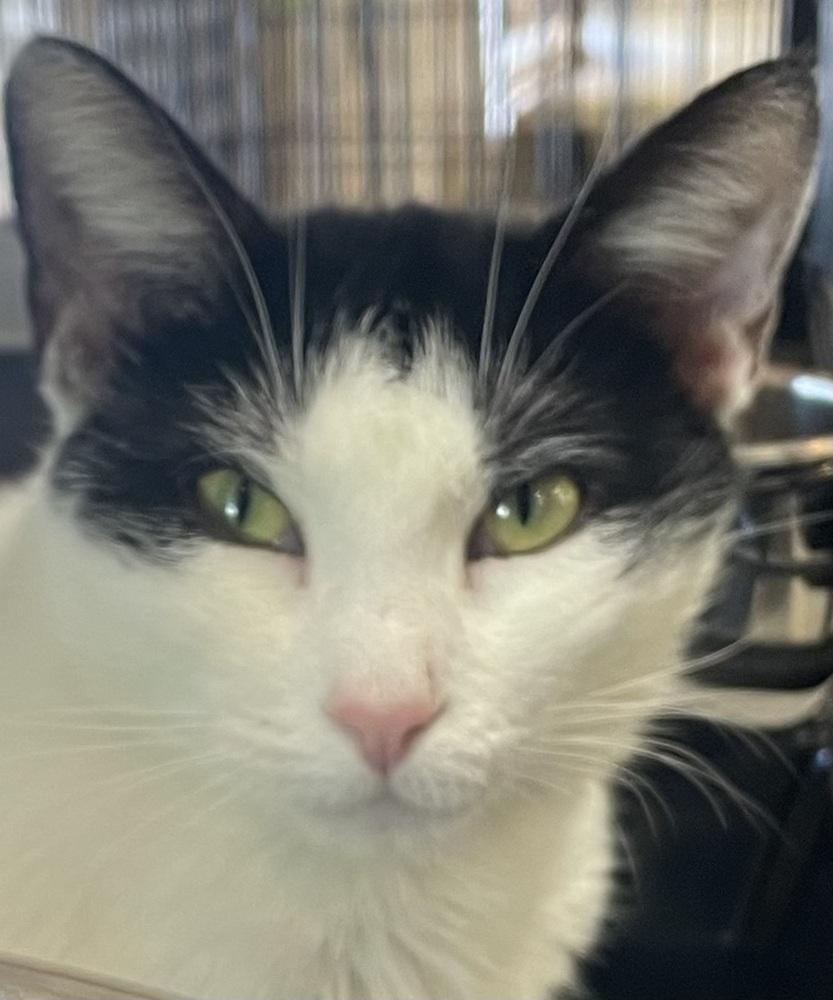 PETUNIA, Adoptable, Adult Female Domestic Short Hair.