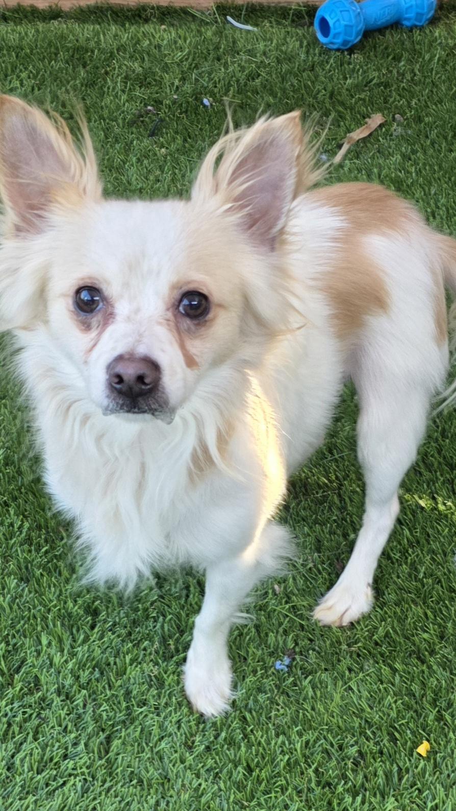 Enlarge Spanky, an adopted mixed breed in Anderson, SC image 4/4