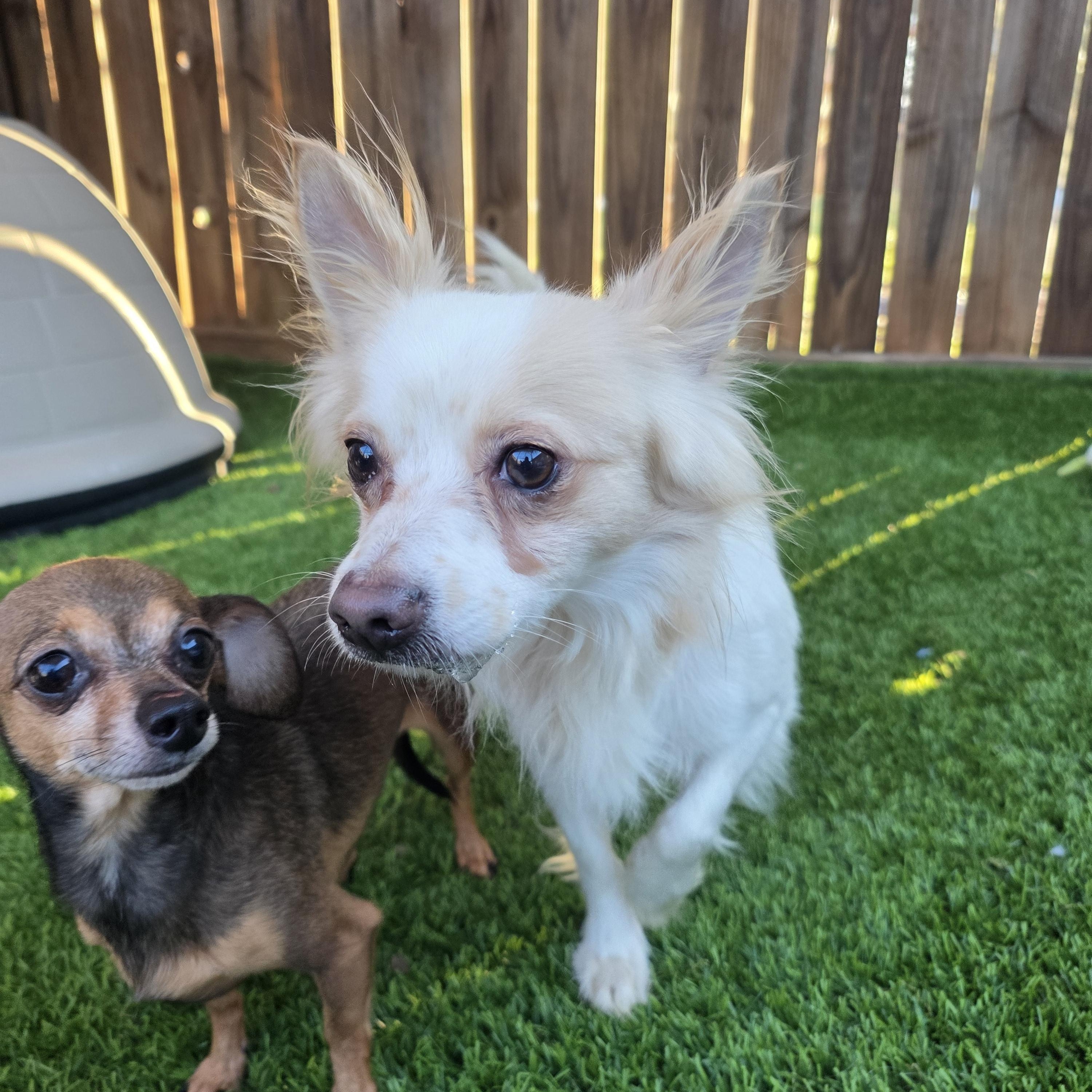 Spanky, adopted, Adult Male Chihuahua.