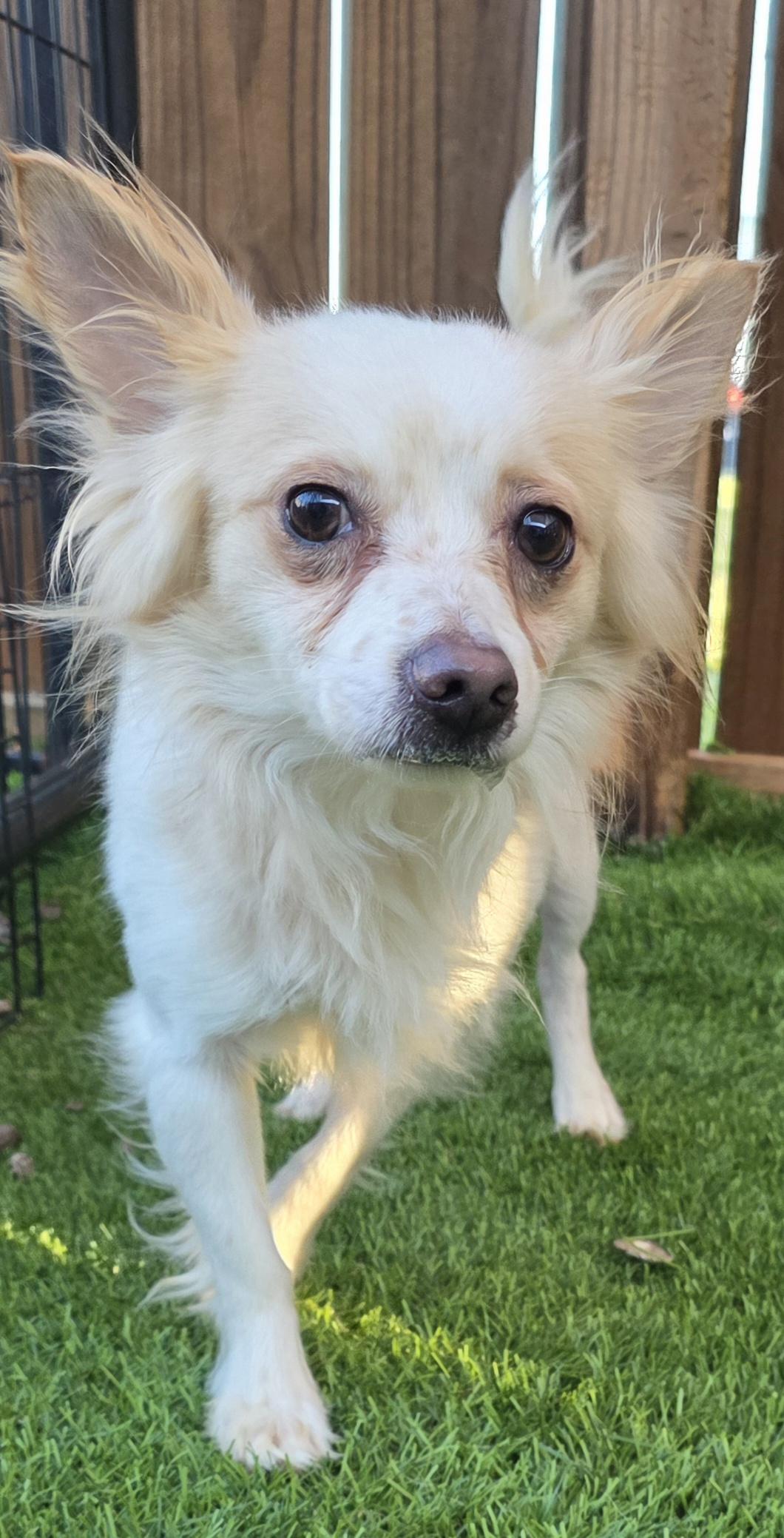 Enlarge Spanky, an adopted mixed breed in Anderson, SC image 2/4