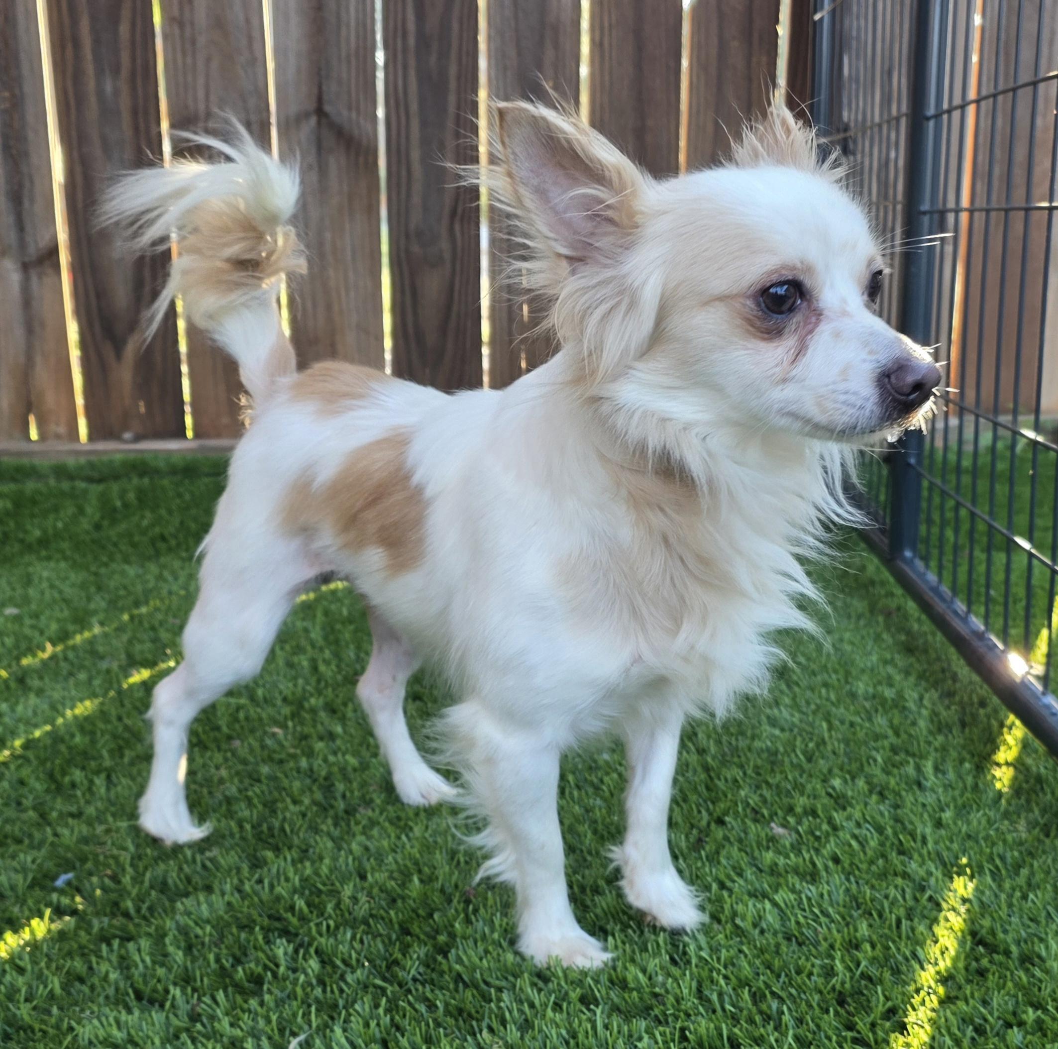 Enlarge Spanky, an adopted mixed breed in Anderson, SC image 3/4