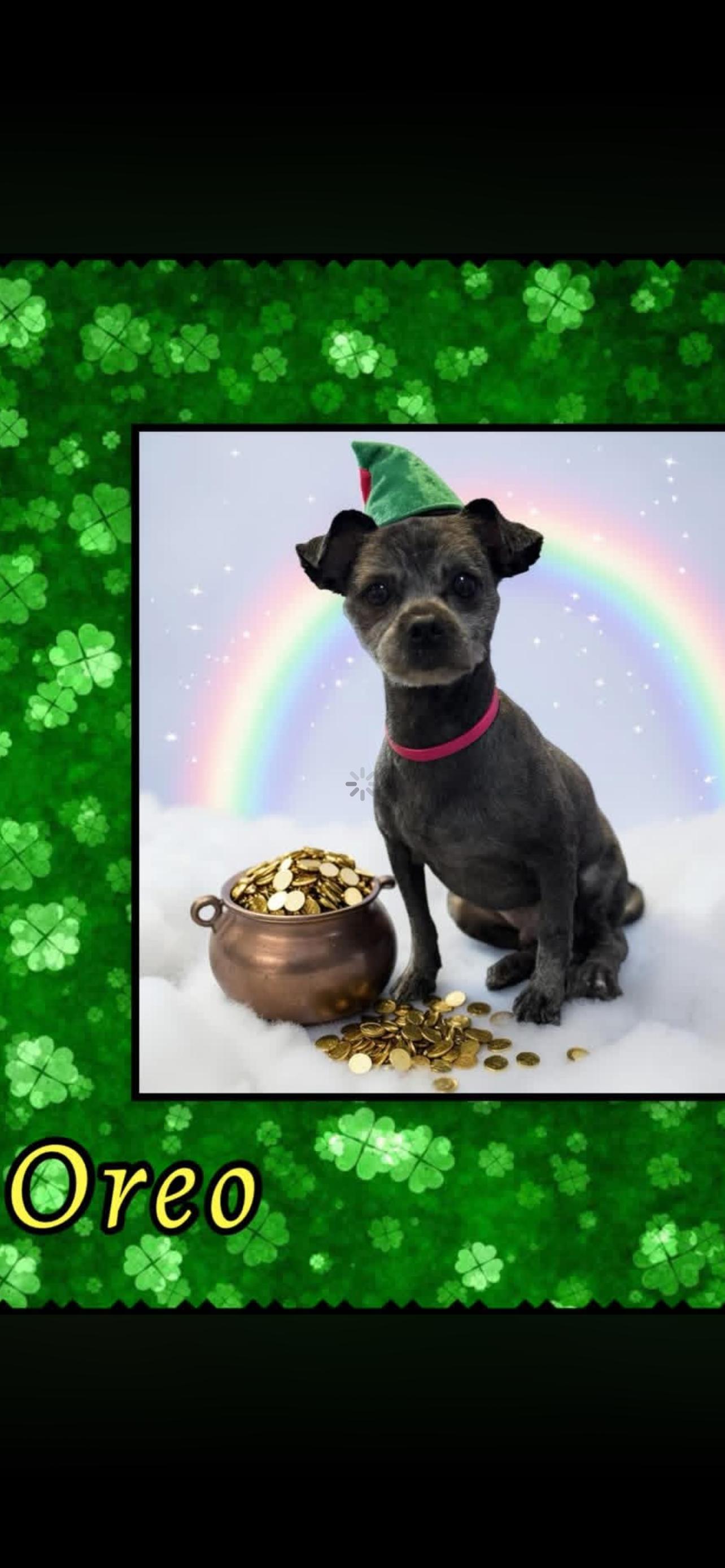 Enlarge Oreo, a ADOPTABLE mixed breed in Stafford, VA image 2/2