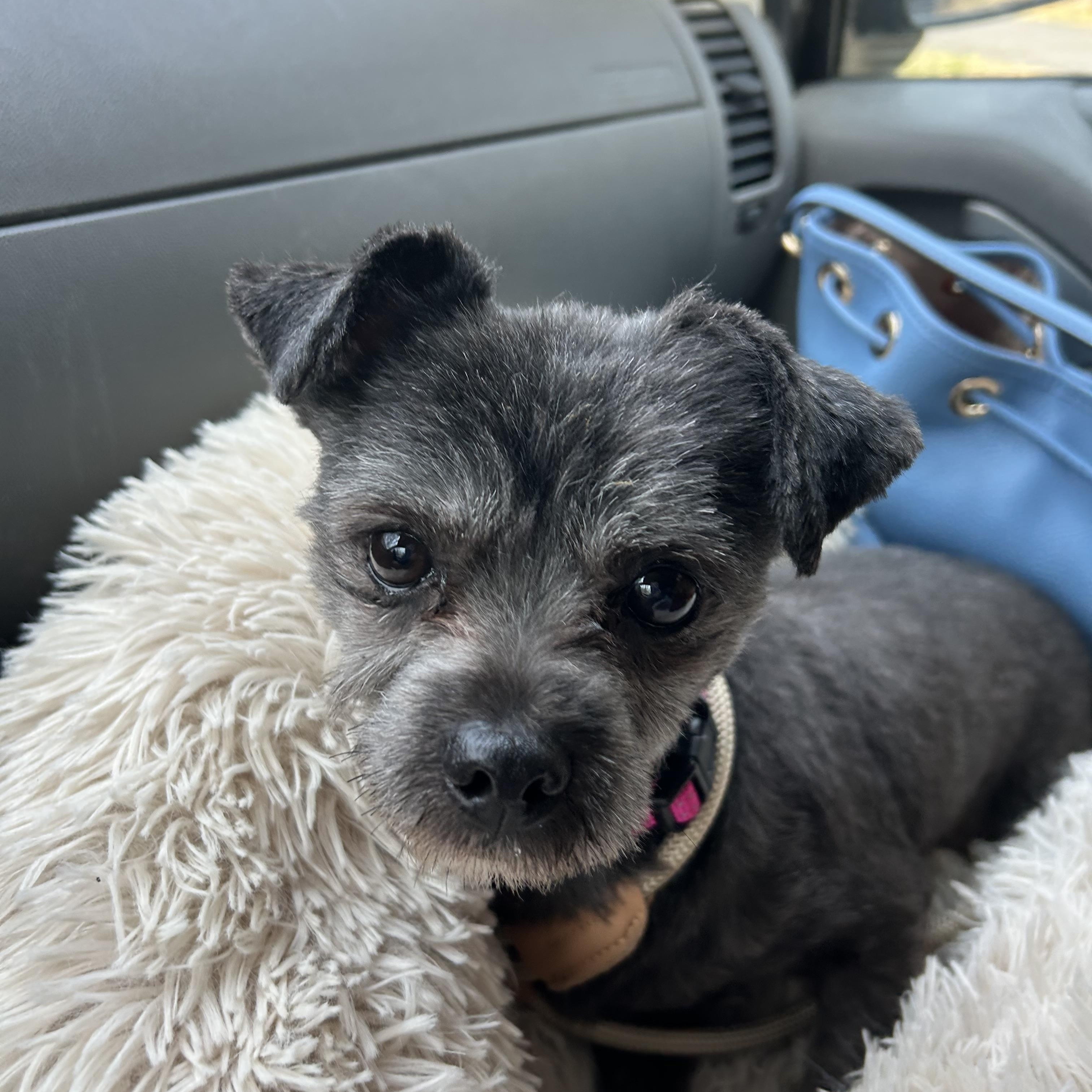 Enlarge Oreo, a ADOPTABLE mixed breed in Stafford, VA image 1/2