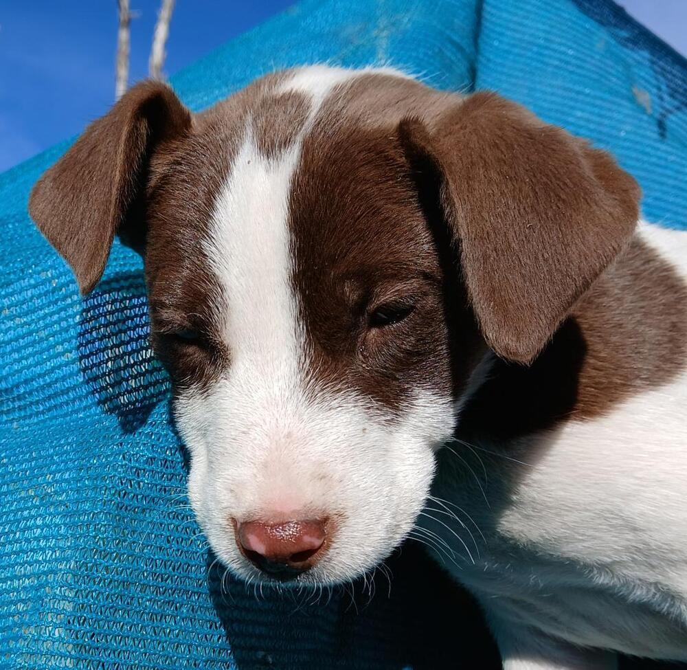 Val Dal Bean, Adoptable, Puppy Female Rhodesian Ridgeback.