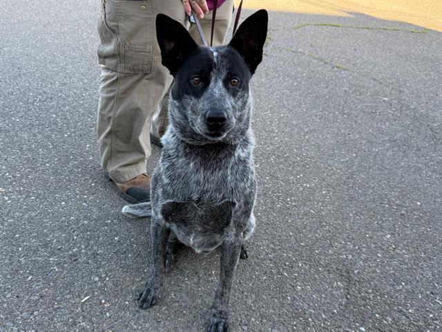 Enlarge Wrangler A438690, a Adoptable Australian Cattle Dog / Blue Heeler in Petaluma, CA image 1/1