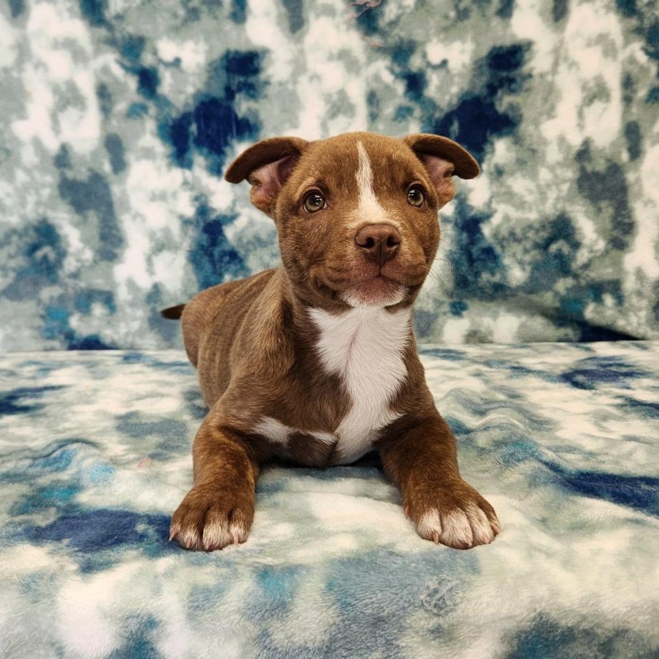 Enlarge Peanut, a Adopted mixed breed in Benld, IL image 1/1