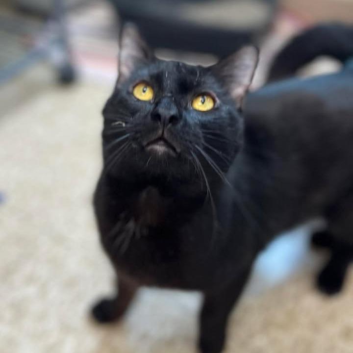 Enlarge Archie, a Adoptable Domestic Short Hair in Milan, IL image 1/2