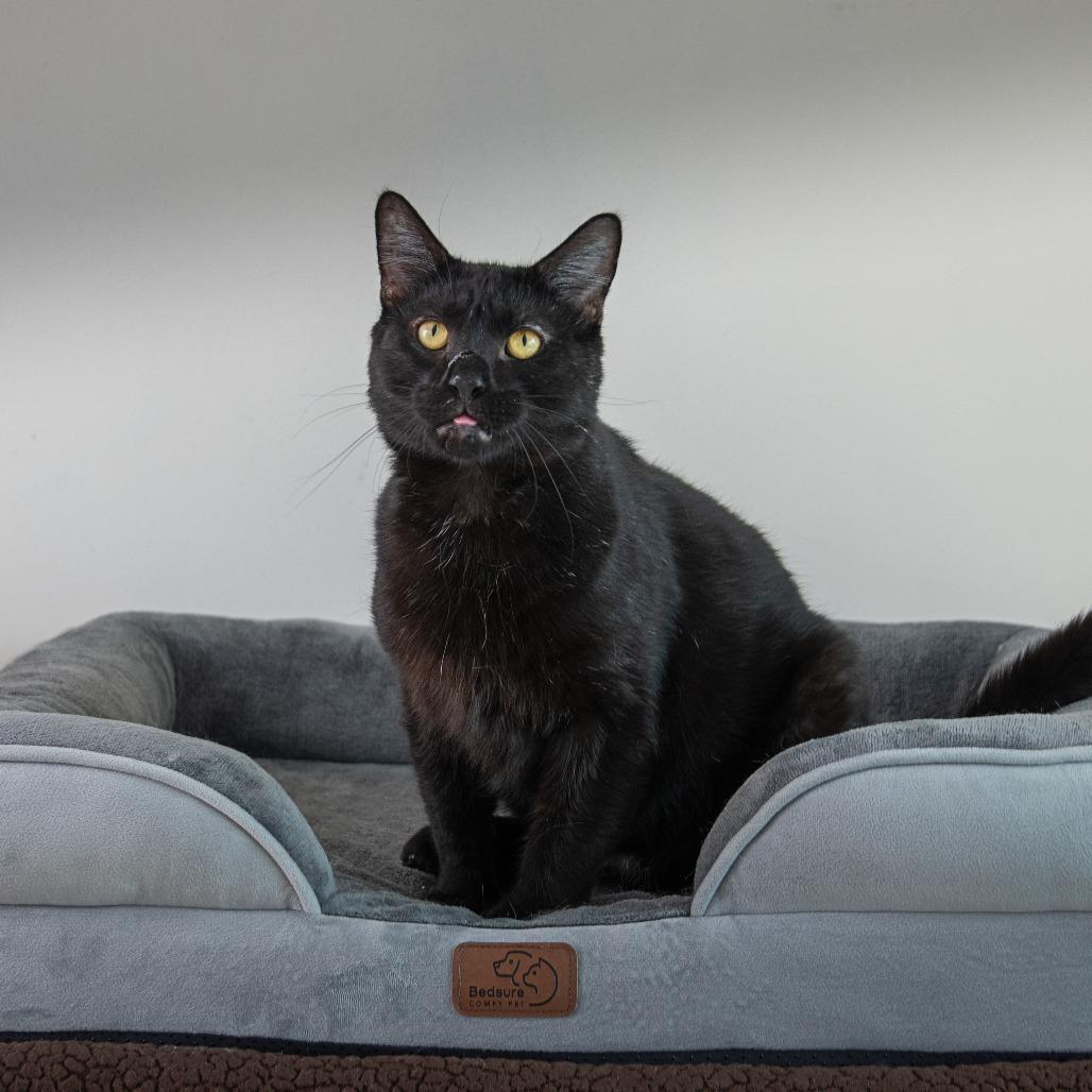 Archie, a Adoptable Domestic Short Hair in Milan, IL image 2/3