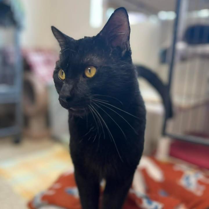 Enlarge Archie, a Adoptable Domestic Short Hair in Milan, IL image 2/2