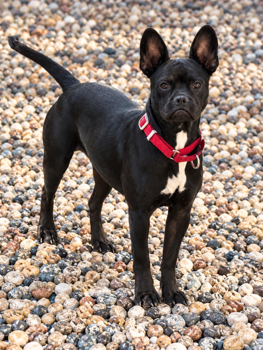 Echo, Adoptable, Young Female French Bulldog & Mastiff.
