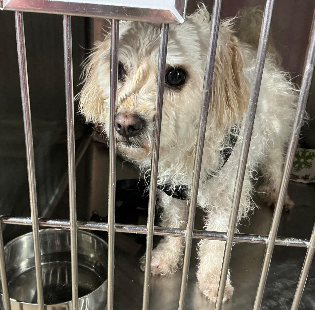 Enlarge Toby $550 *Miniature*, a Adoptable mixed breed in Milwaukee, WI image 1/1