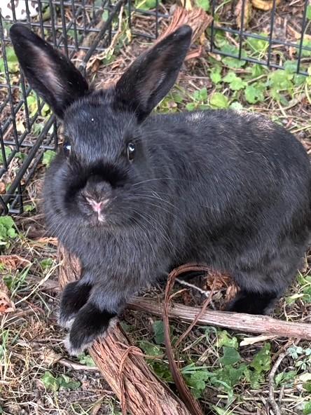 Enlarge Spice, an adopted mixed breed in Utica, NY image 2/3