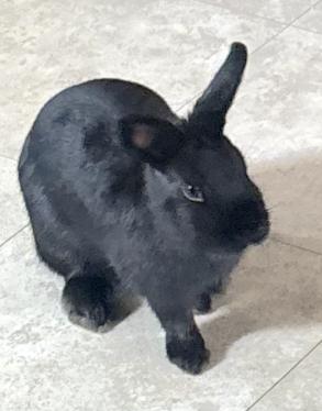 Enlarge Spice, an adopted mixed breed in Utica, NY image 3/3