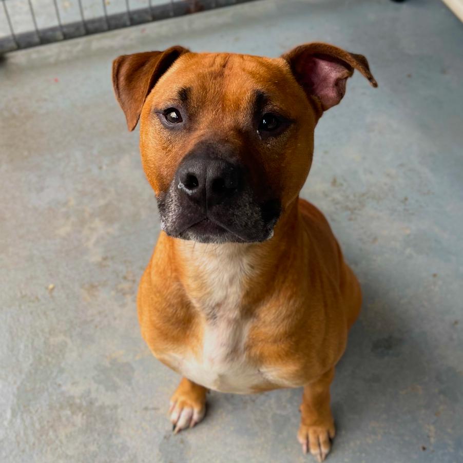 Ozzy, Adoptable, Adult Male Pit Bull Terrier & Mixed Breed.