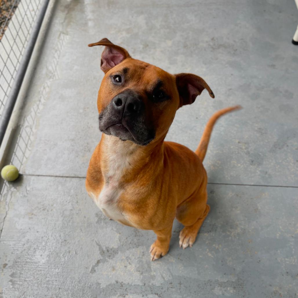 Ozzy, a Adoptable mixed breed in Blairsville, GA image 2/6