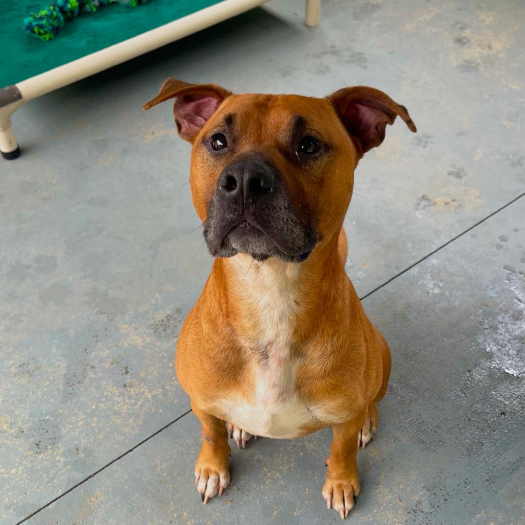Ozzy, a Adoptable mixed breed in Blairsville, GA image 3/6