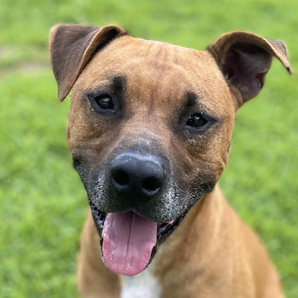 Ozzy, a Adoptable mixed breed in Blairsville, GA image 4/6