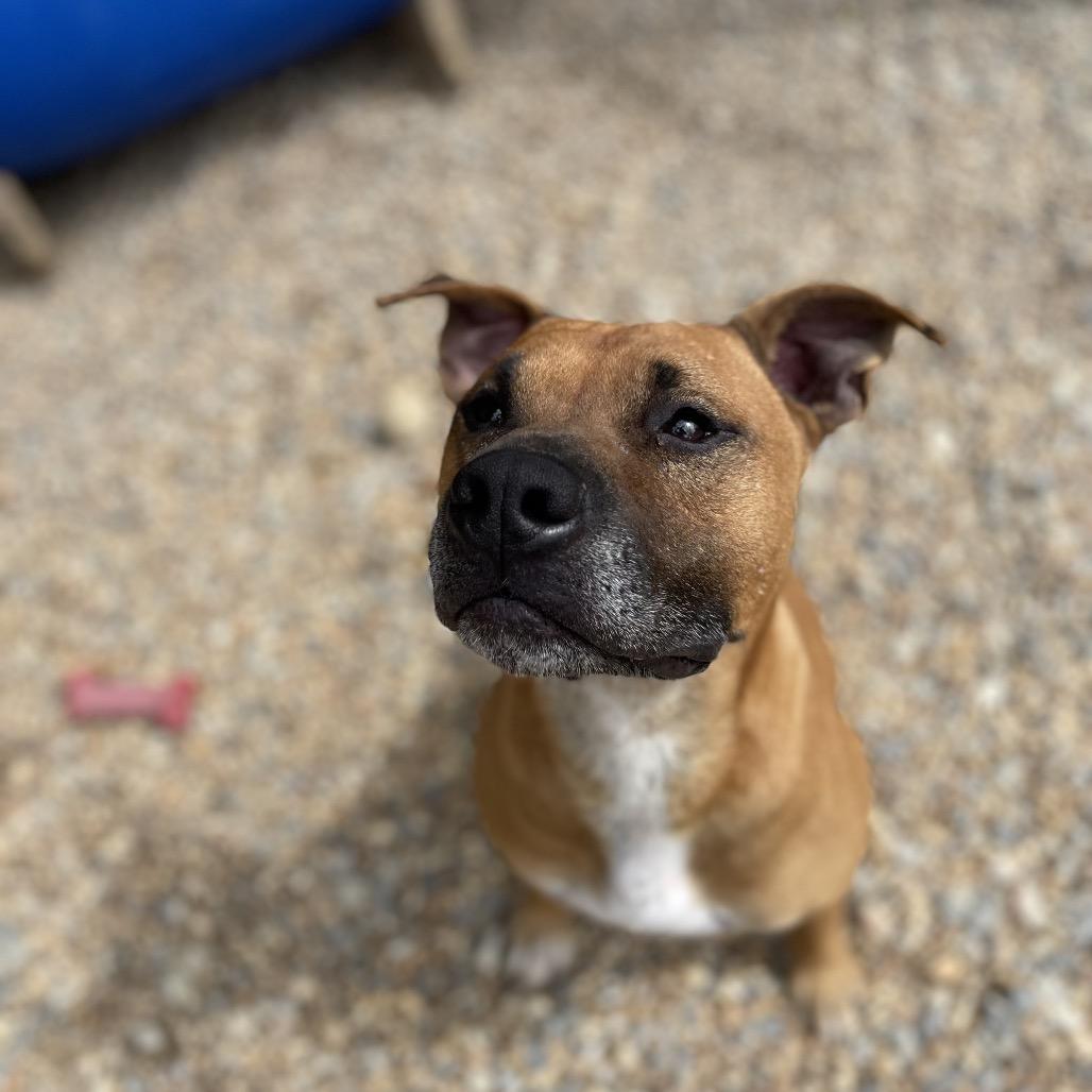 Ozzy, a Adoptable mixed breed in Blairsville, GA image 5/6