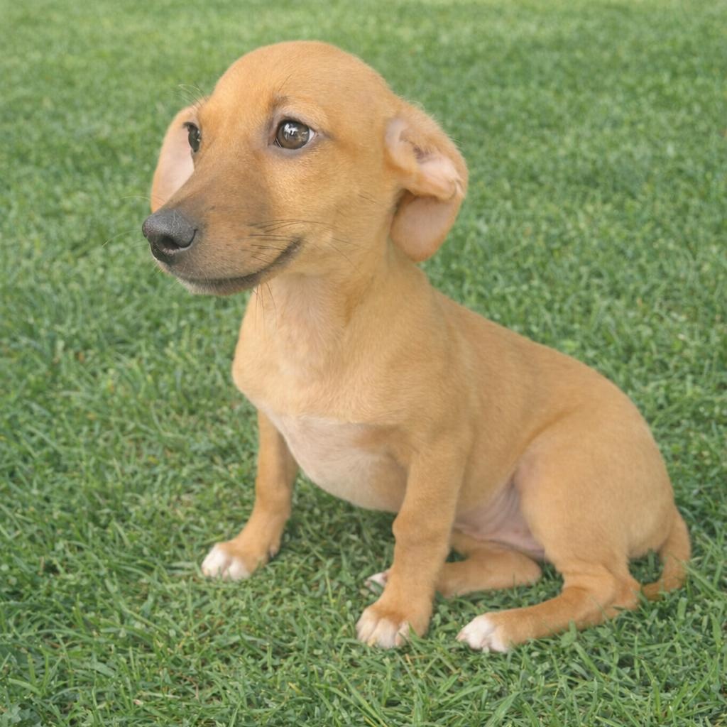 Laney, adopted, Puppy Female Chiweenie & Beagle.