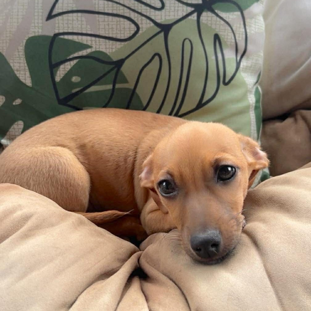 Laney, an adopted mixed breed in Providence, RI image 5/6