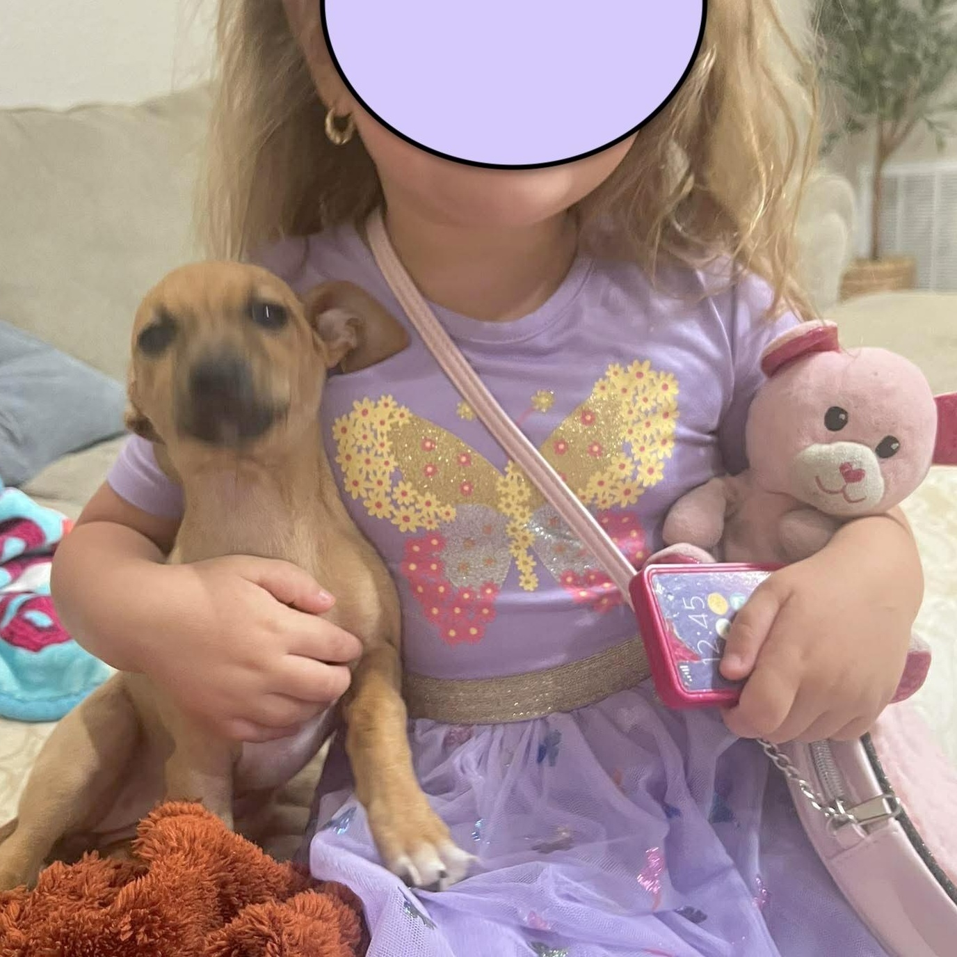 Laney, an adopted mixed breed in Providence, RI image 6/6