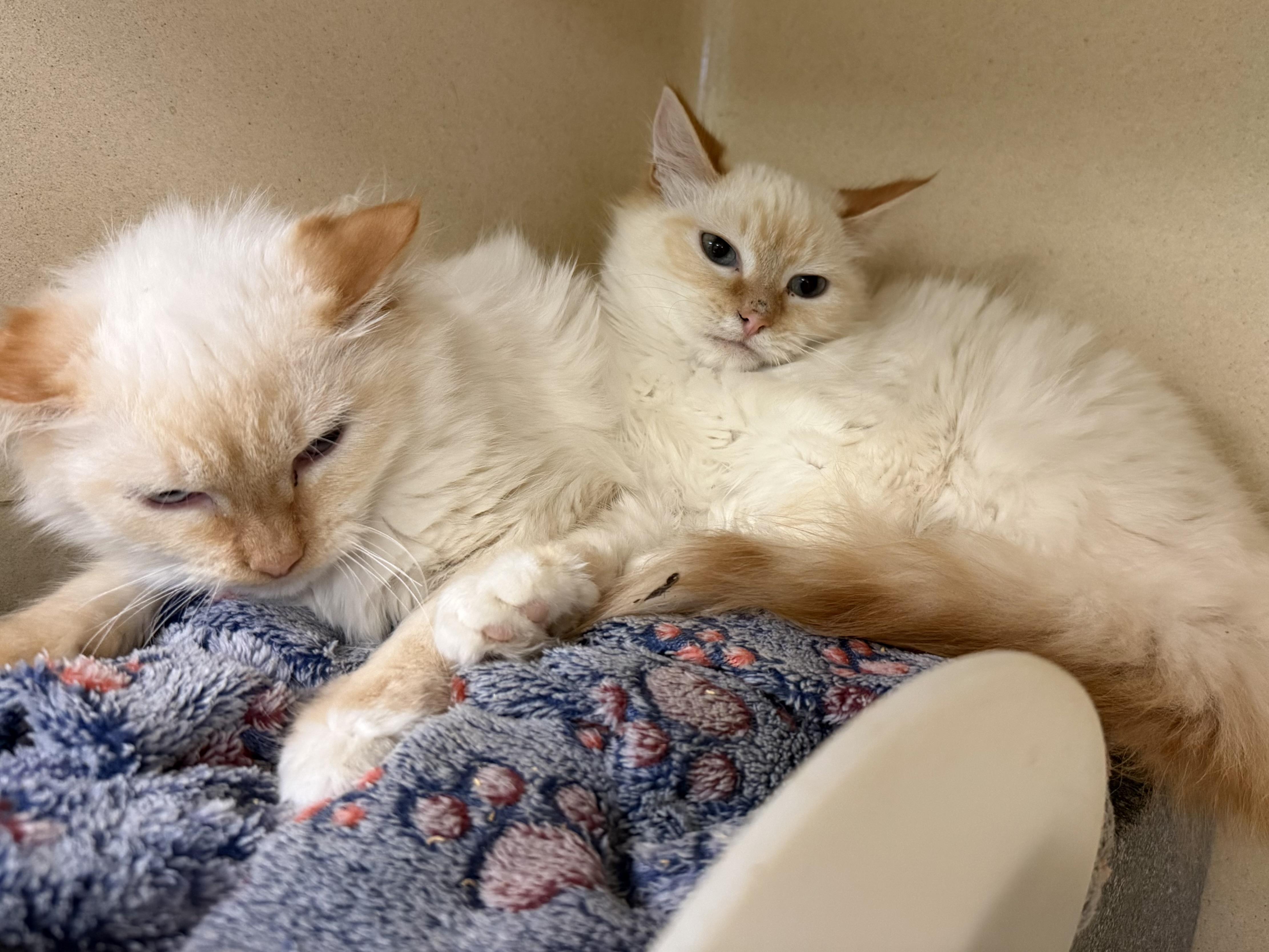 Enlarge Colby and Cyrus, an adopted mixed breed in Harvey, LA image 1/1