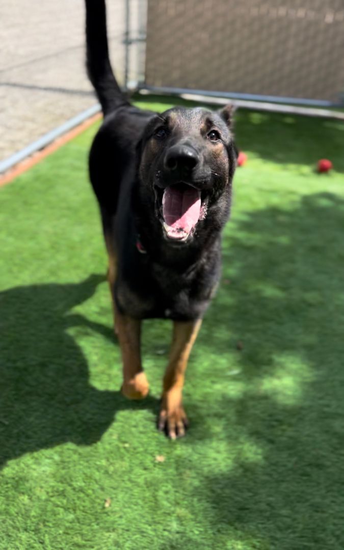 Baron, Adoptable, Young Male German Shepherd Dog.