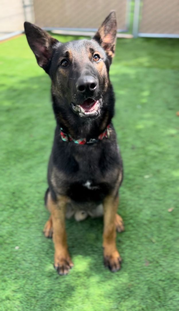 Enlarge Baron, a Adoptable German Shepherd Dog in San Diego, CA image 2/3