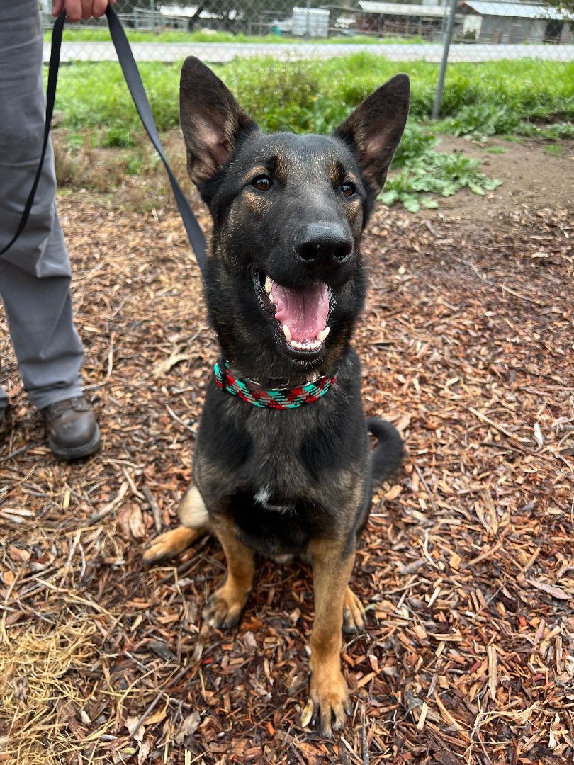 Enlarge Baron, a Adoptable German Shepherd Dog in San Diego, CA image 3/3