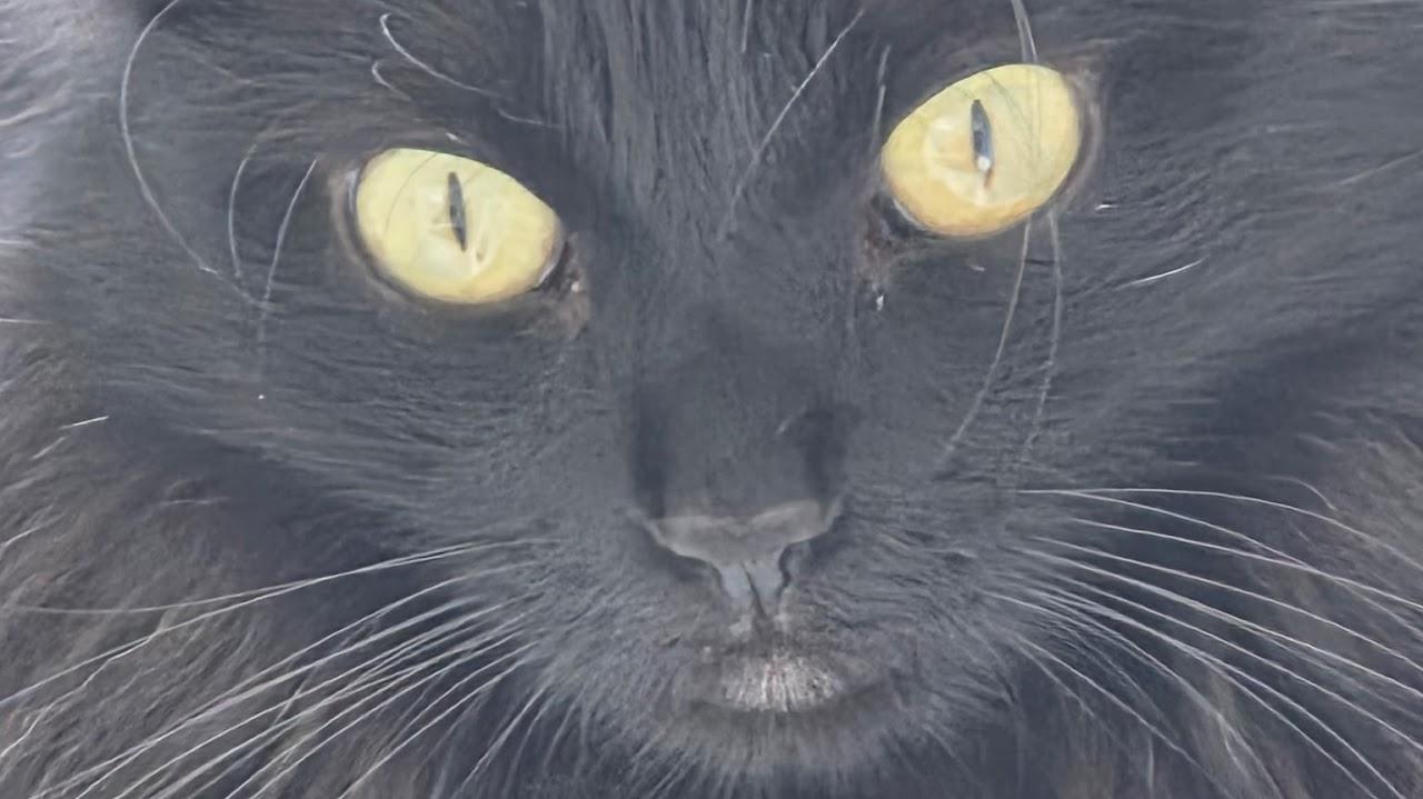 Enlarge Spicy, a ADOPTABLE American Shorthair in Tombstone, AZ image 1/1