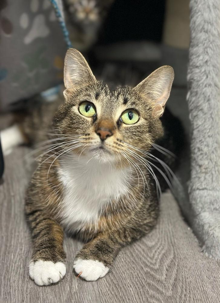 Clover, Adoptable, Young Female Domestic Short Hair.